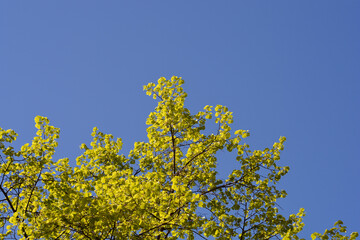 Small-leaved lime branches against blue sky
