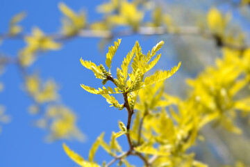 Thornless Honey locust branch with new leaves