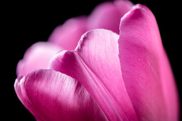 Bright pink tulip on a black background. Concept of spring, holiday, spring blossom