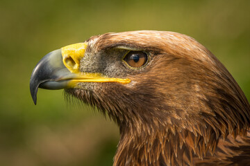 Close-up of golden eagle head with catchlight