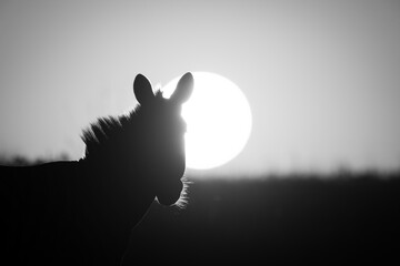 Mono close-up of plains zebra at sunrise