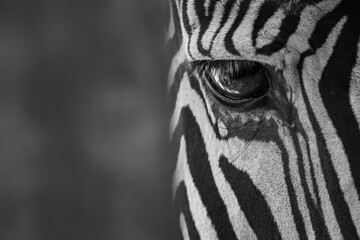 Mono close-up of eye of Grevy zebra