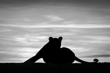 Mono lioness lying silhouetted at dawn stretching