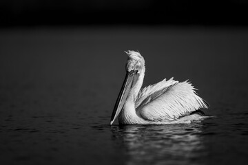 Mono pelican floats on lake watching camera - obrazy, fototapety, plakaty
