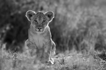 Mono lion cub in grass facing camera - obrazy, fototapety, plakaty