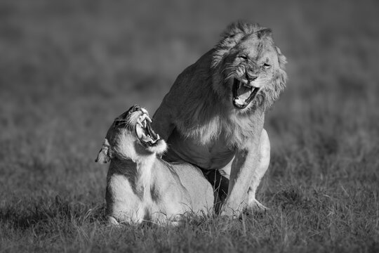 Mono lion and lioness roar during mating