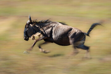 Slow pan of blue wildebeest galloping past