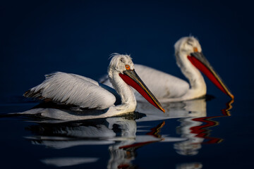 Two Dalmatian pelicans swim side-by-side across lake
