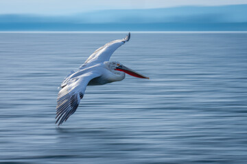 Slow pan of Dalmatian pelican crossing lagoon