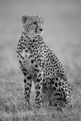 Mono cheetah sitting in grass turning right