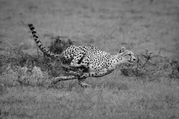 Mono female cheetah crosses puddles in savannah