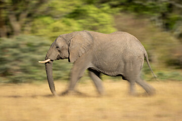 Slow pan of striding African bush elephant