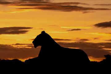 Silhouette of lioness in profile at sunrise
