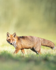 Naklejka na ściany i meble Mammal Fox Vulpes vulpes in spring scenery, Poland Europe, animal walking among green meadow