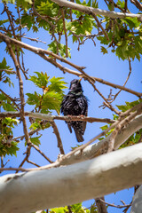 A sterling sitting on tree branch and shaking its body vigorously 