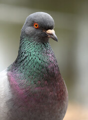Beautiful common pigeon - 777231579