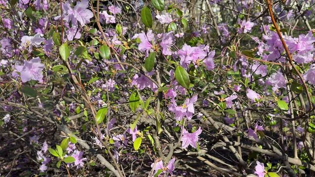 Rhododendron dauricum shrub pink blossom.