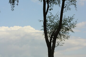 tree and sky