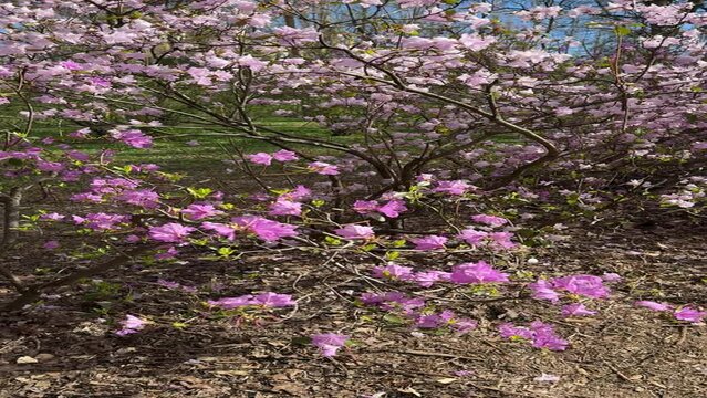 Pink blossom rhododendron flowers in spring park, vertical video.