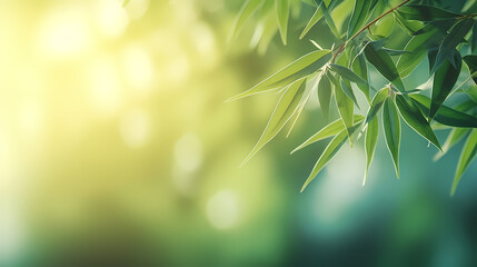 Fototapeta na wymiar Blurred abstract sunlight background, frame of bright green bamboo leaves isolated on copy space
