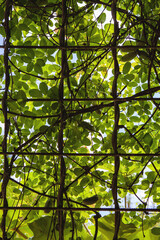 A leaf roof in the garden - 777243368