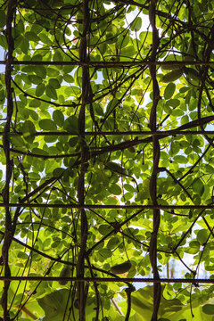 A leaf roof in the garden