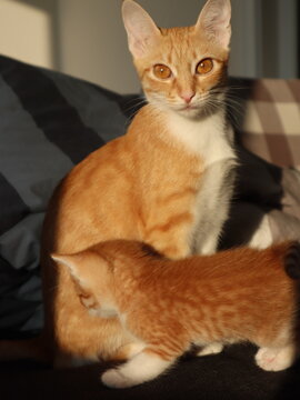 Orange ginger cat sitting on a couch next to a little orange kitten