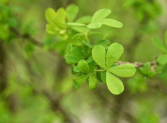 Fototapeta na wymiar Beautiful close-up of the leaves of caragana frutex