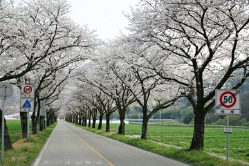 벚꽃길
