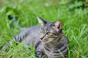 portrait of a tabby cat resting on grass