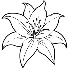 white lily beauty with black borders -  vector illustration