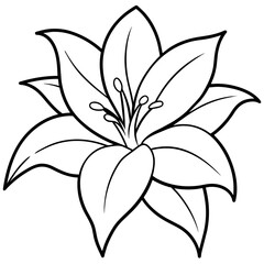 lily flower isolated on white background -  vector illustration