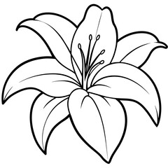 Fototapeta premium beautiful flower white lily - vector illustration