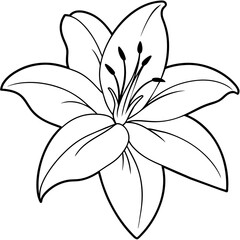 lily background white -  vector illustration