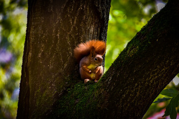 Enjoying the good weather - squirrel in a tree in a park in Prague 