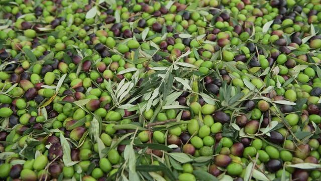 Lots of olive fruit just harvested in Spain, Alicante, Spain - stock video