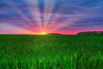 Green Wheat field, agriculture farm landscape with a beautiful vibrant cloudy red sky sunrise in southern Tennessee countryside.
