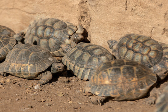 Tortoises: Emblem of Patience and Resilience at a sanctuary