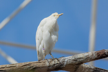 Graceful Cattle Egret in Pastoral Scene in Valencia Zoo