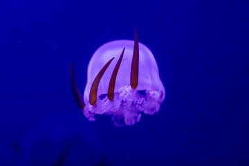 Fiery Glow: Captivating Flame Jellyfish in Underwater Paradise