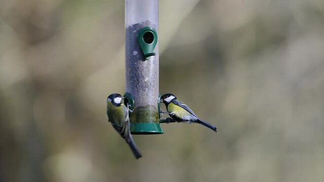 Eurasian Nuthatch, Sitta europaea, Chaffinch, Fringilla coelebs and Tits on a feeder in the forest	
