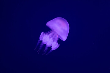 Graceful Encounter: Barrel Jellyfish Gliding through the Ocean Depths