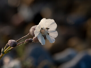 Wild flower Bladder Campion Backlit by the Sun