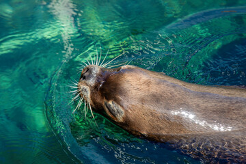 Vibrant Sea Lions: Whiskers