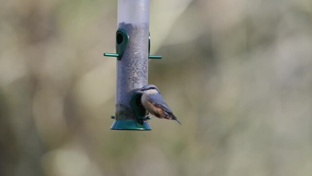 Eurasian Nuthatch, Sitta europaea, Chaffinch, Fringilla coelebs and Tits on a feeder in the forest