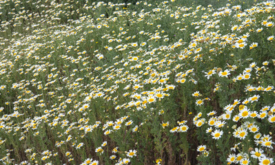 Field of Daisy flowers during Spring, white daisy flower background