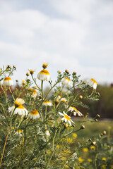Field of Daisy flowers during Spring, white daisy flower background