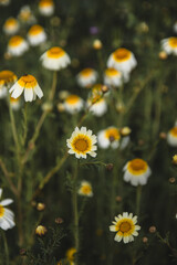 Fototapeta premium Field of Daisy flowers during Spring, white daisy flower background