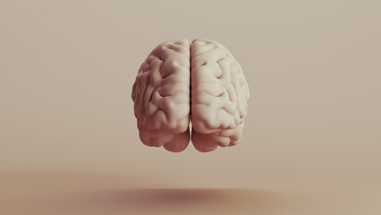 Brain human anatomy mind neutral backgrounds soft tones beige brown background front view 3d illustration render digital rendering - 777264537