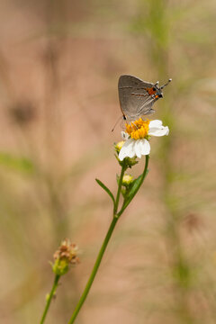 Gray hairstreak, Strymon melinus. Side view of an adult butterfly drinking nectar from Bidens alba flower. Blurred background. Room for type.